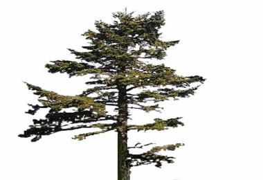 Placeable Fir trees v0.1