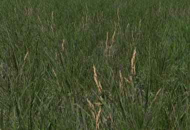 Grass Texture v1.0