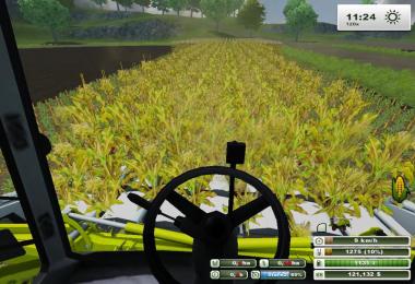 Fresh corn v1.0