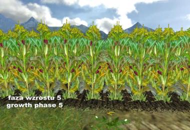 Fresh corn v1.0