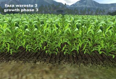 Fresh corn v1.0