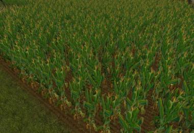 NEW Maize Texture v1.0