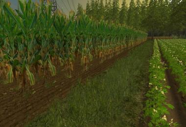 NEW Maize Texture v1.0