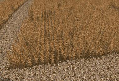 Corn textures v1.0