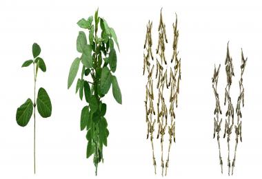 New FS15 Soybean Diffuse v1