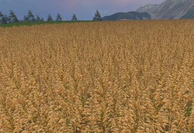 OAT Owies TEXTURE v1.0