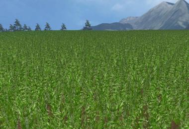 OAT Owies TEXTURE v1.0