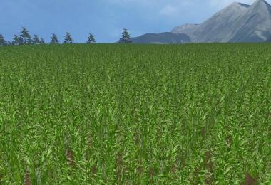 OAT TEXTURE v3.0