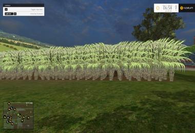 Sugarcane v1