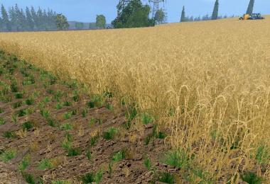 Weizen Texture von Gerste und Raps v3.0