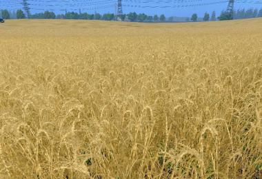 Weizen Texture von Gerste und Raps v3.0