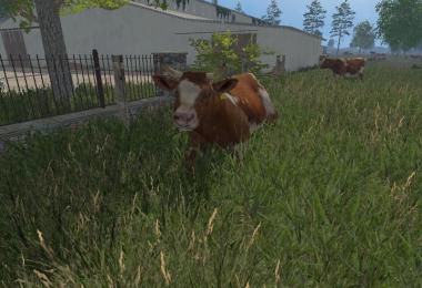 MODELS COWS v3.0