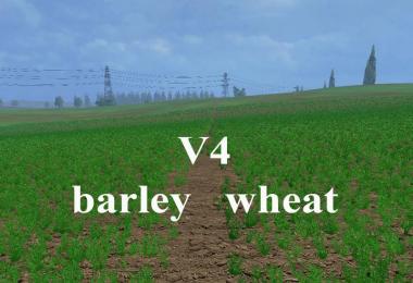 Weizen Textur von Gerste und Raps v4