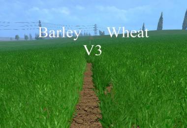 Weizen Textur von Gerste und Raps v4