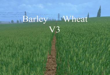 Weizen Textur von Gerste und Raps v4