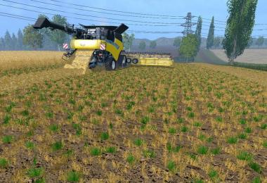 Weizen Textur von Gerste und Raps v4