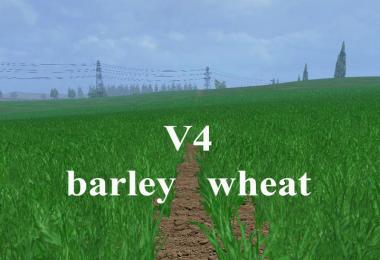 Weizen Textur von Gerste und Raps v4