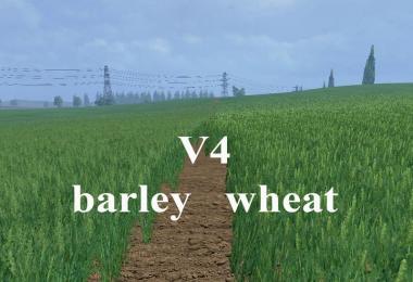 Weizen Textur von Gerste und Raps v4