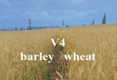 Weizen Textur von Gerste und Raps v4