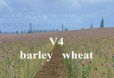 Weizen Textur von Gerste und Raps v4