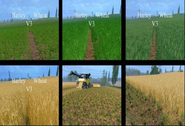 Weizen Textur von Gerste und Raps v4