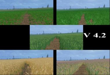 Weizen Textur von Gerste und Raps v4