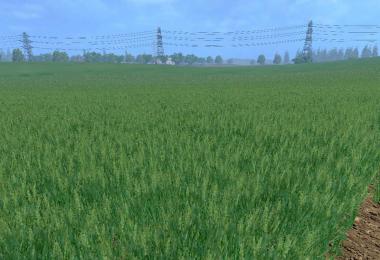 Weizen Textur von Gerste und Raps v4