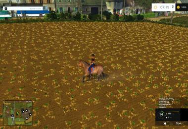 Equestrian woman drivable