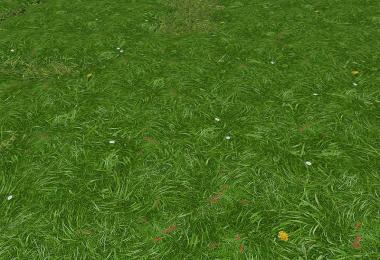 New grass texture v5