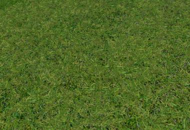 New grass texture v5