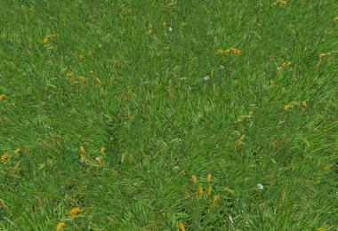 New grass texture v5