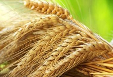 [Original] Income Mod for Standard Fruit v1.6