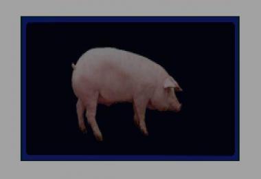 Information boards by Vaszics