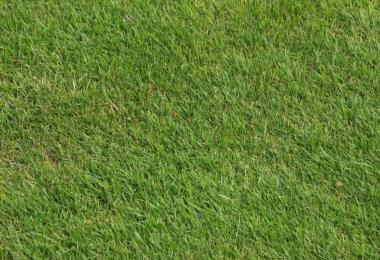 Empty Map With Multi Fruits v1