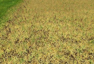 Texture ChoppedStraw v5.0
