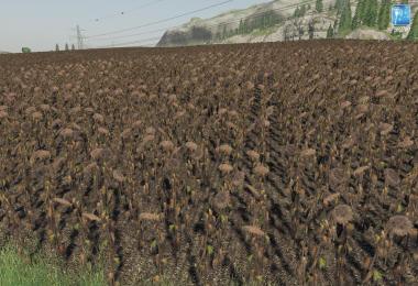 Forgotten Plants - Sunflower/Canola v1.0