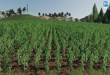 Forgotten Plants - Maize v1.0.0