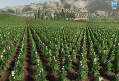 Forgotten Plants - Potato / Sugarbeet / Oilseed Radish v1.0