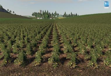 Forgotten Plants - Potato / Sugarbeet / Oilseed Radish v1.0