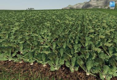 Forgotten Plants - Potato / Sugarbeet / Oilseed Radish v1.0
