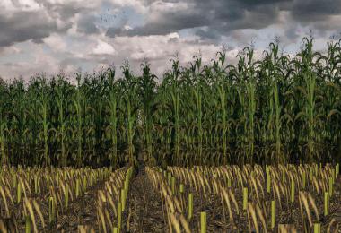 Maize Texture v1.0.0.0