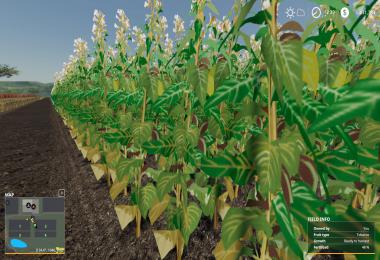 Nevada-ZA Release v001