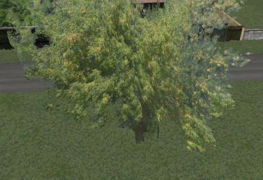 Akacia tree v1.0.0.0