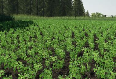 Modified soy texture v1.0.0.0