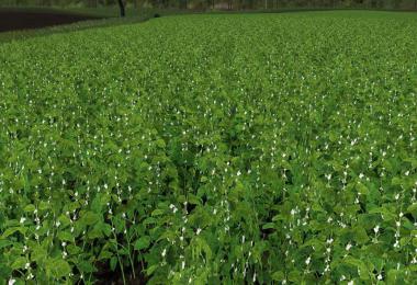 Modified soy texture v1.0.0.0