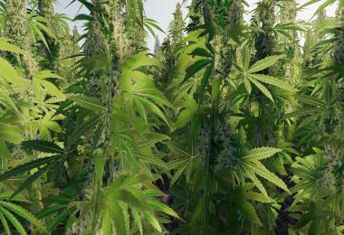 Akechetas Island v2.0