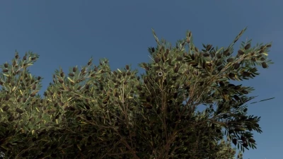 Olive Tree v1.0.0.0