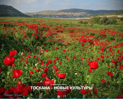 Toscana - Multifruit v2.3