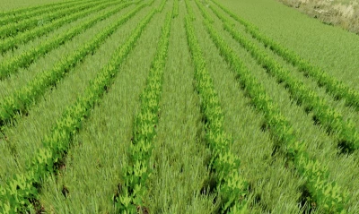 FS22 IH cyclo 800 Rowcrop Ready v1.0.0.0