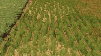 Graystone Farm (Row Crop Ready) v1.0.0.0